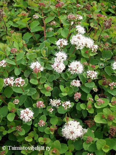 Spiraea beauverdiana'Lumikki'